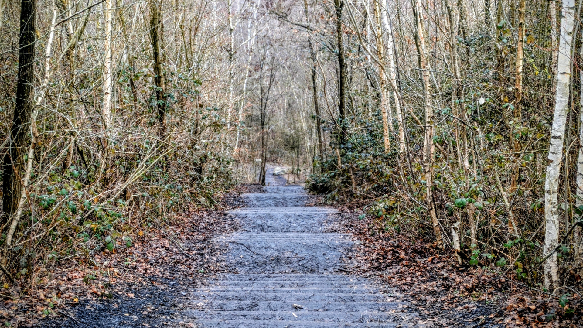 20 janvier 2026 - Terril de Pinchonvalles troisième plateau